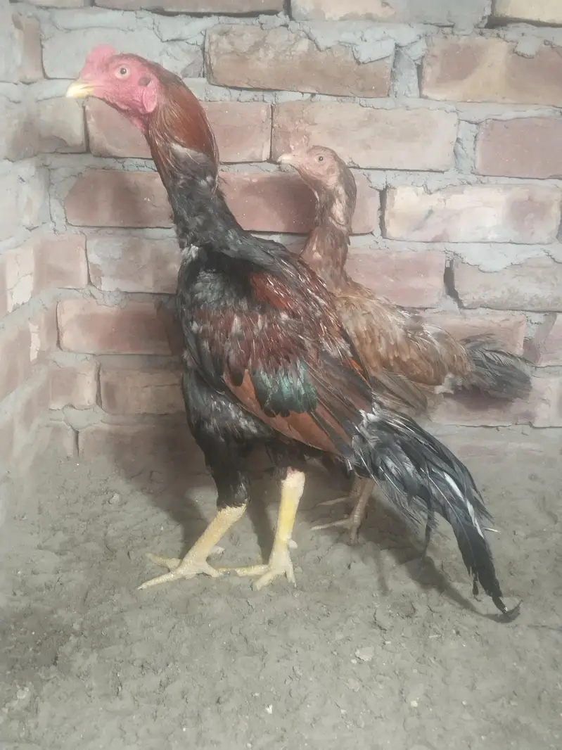 pure aseel panis breed — photo 5