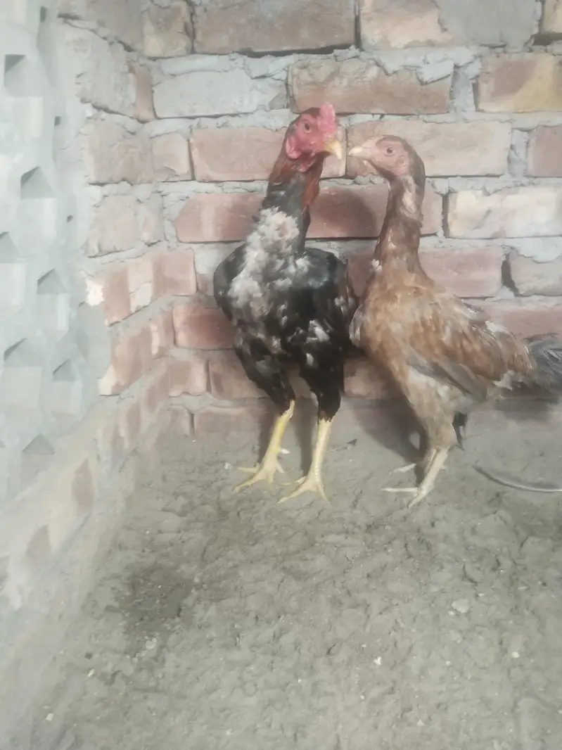 pure aseel panis breed — photo 6