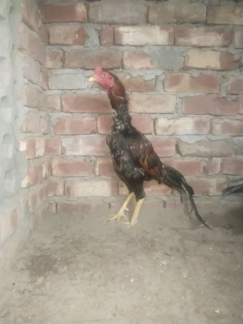pure aseel panis breed — photo 7