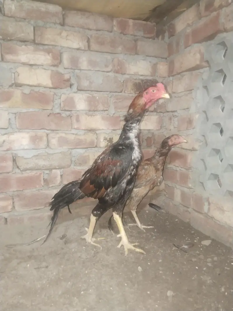pure aseel panis breed — photo 8
