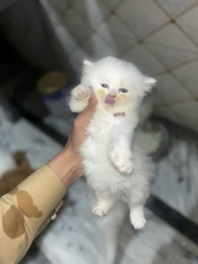 Persian kittens for sale