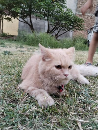 persion cat