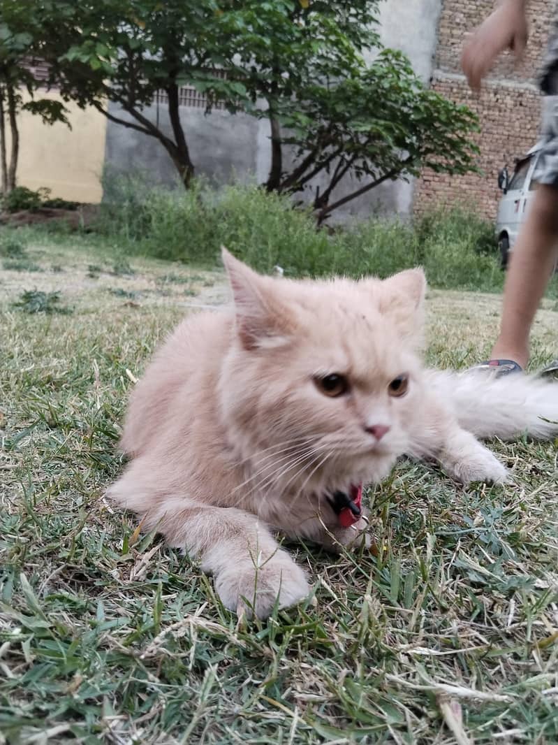 persion cat 0