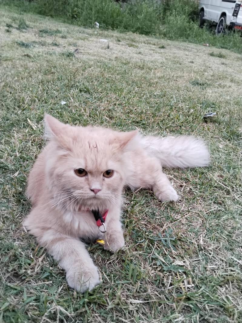 persion cat 1