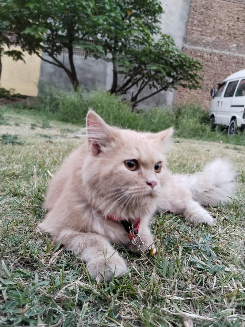 persion cat 2