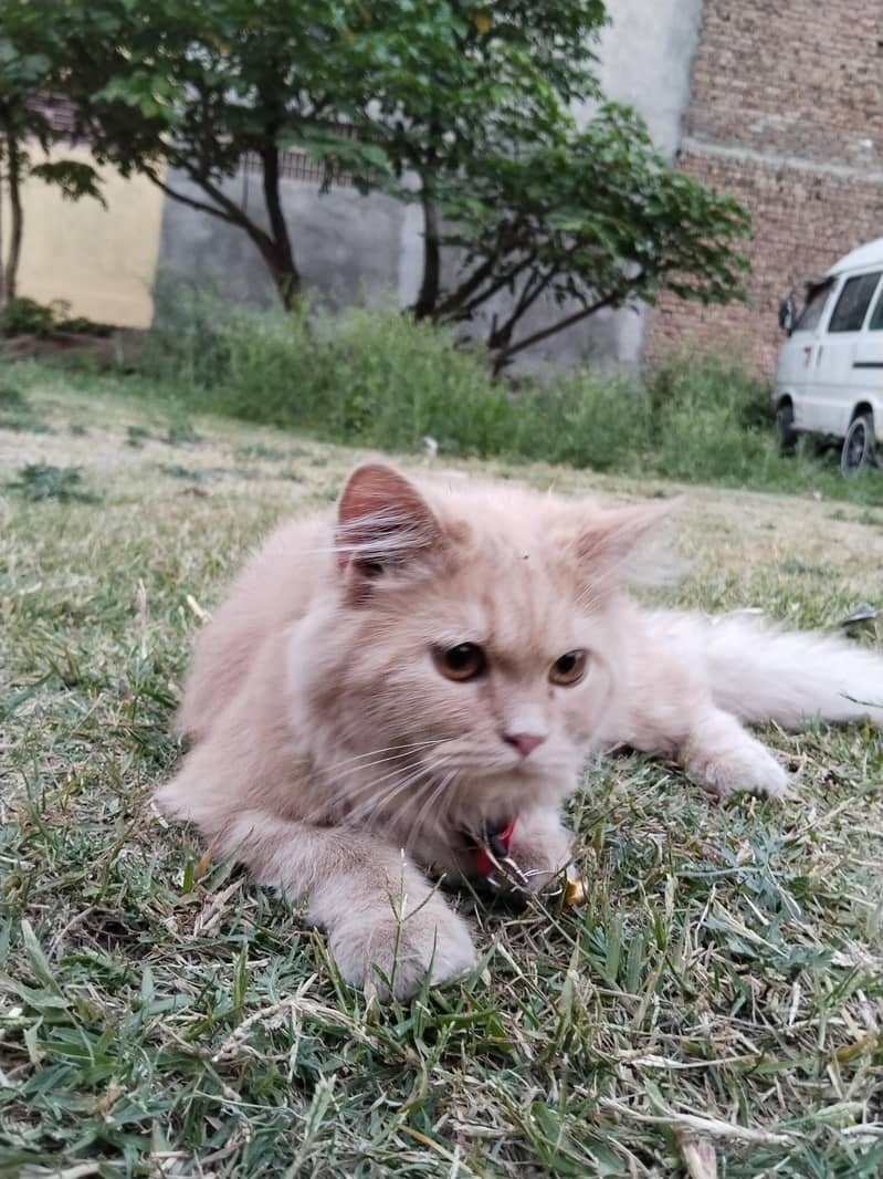 persion cat 3