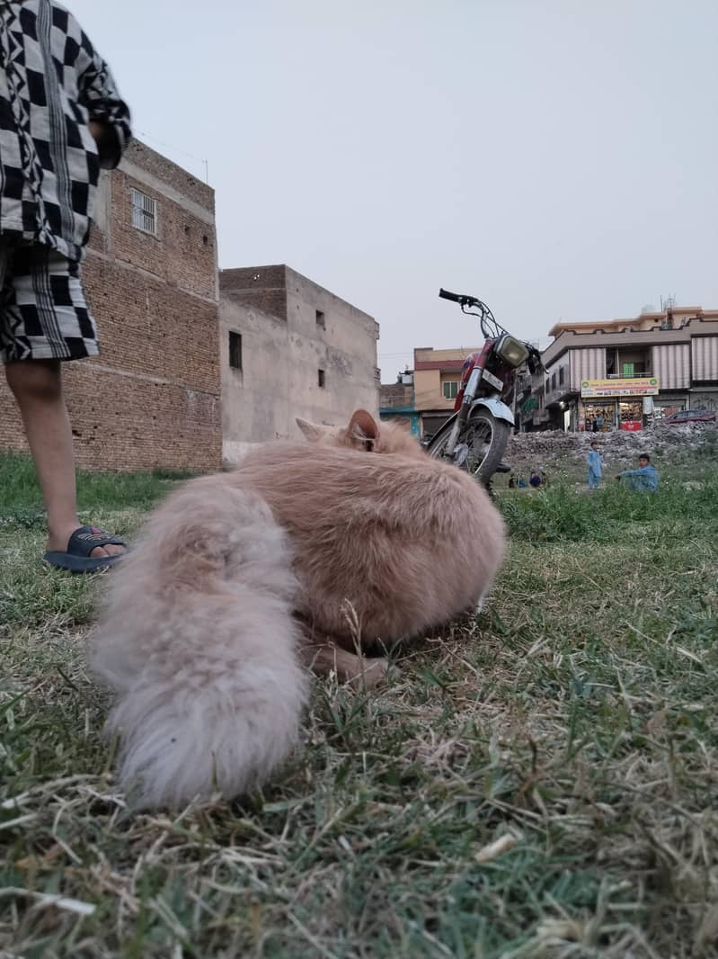 persion cat 4
