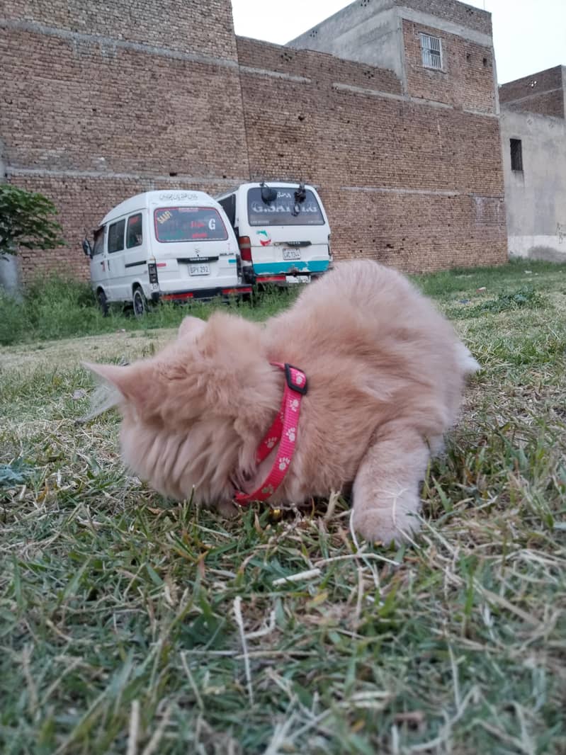 persion cat 5