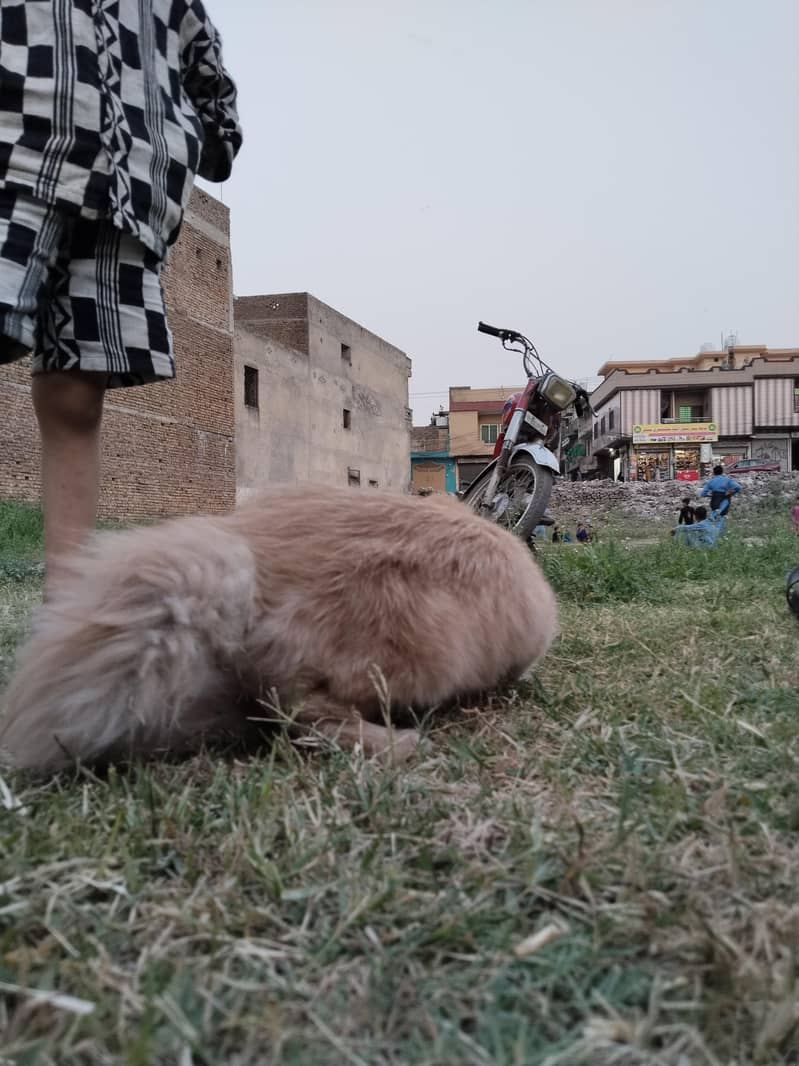 persion cat 6