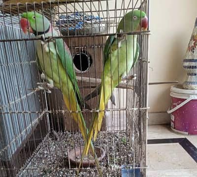 Raw pair For Sale
