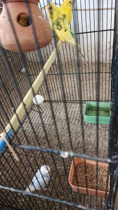 parrot