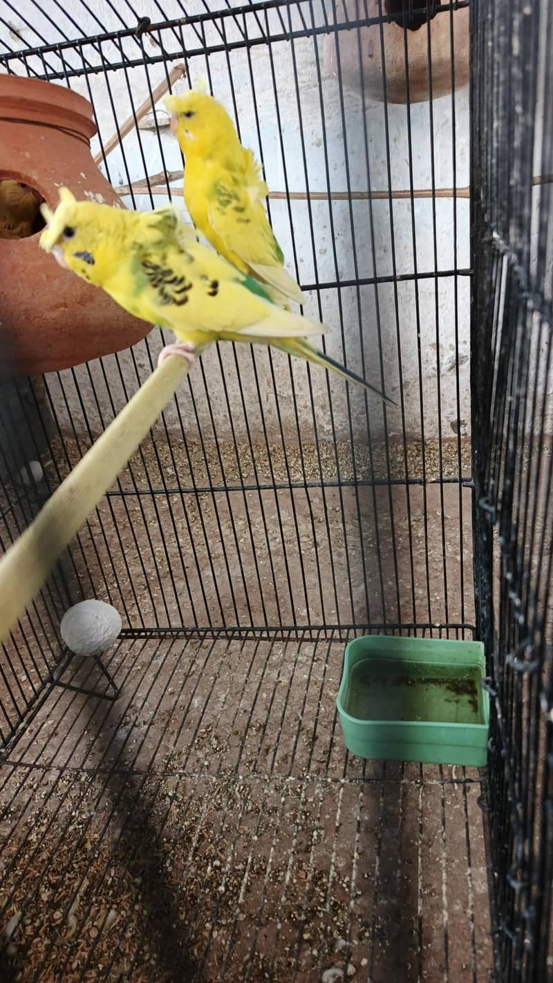 parrot 1