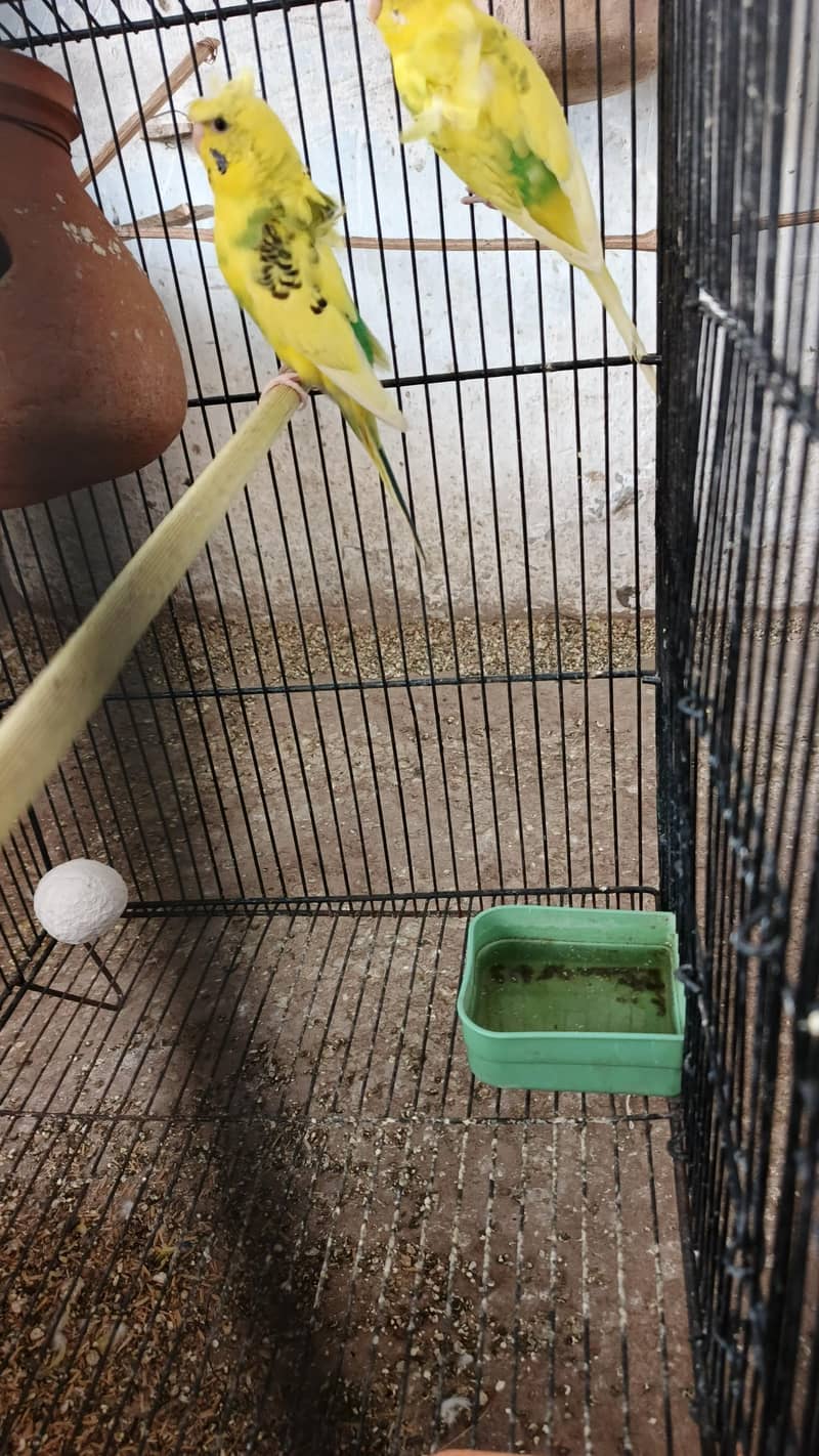 parrot 2