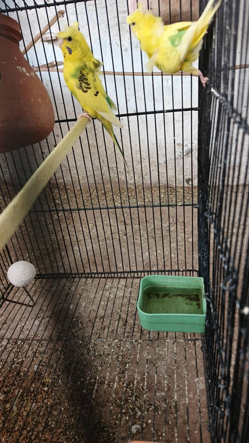 parrot 3