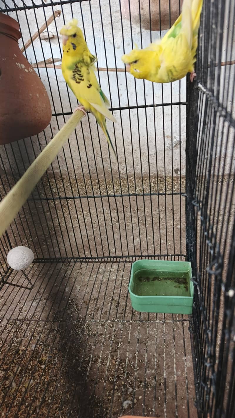 parrot 4