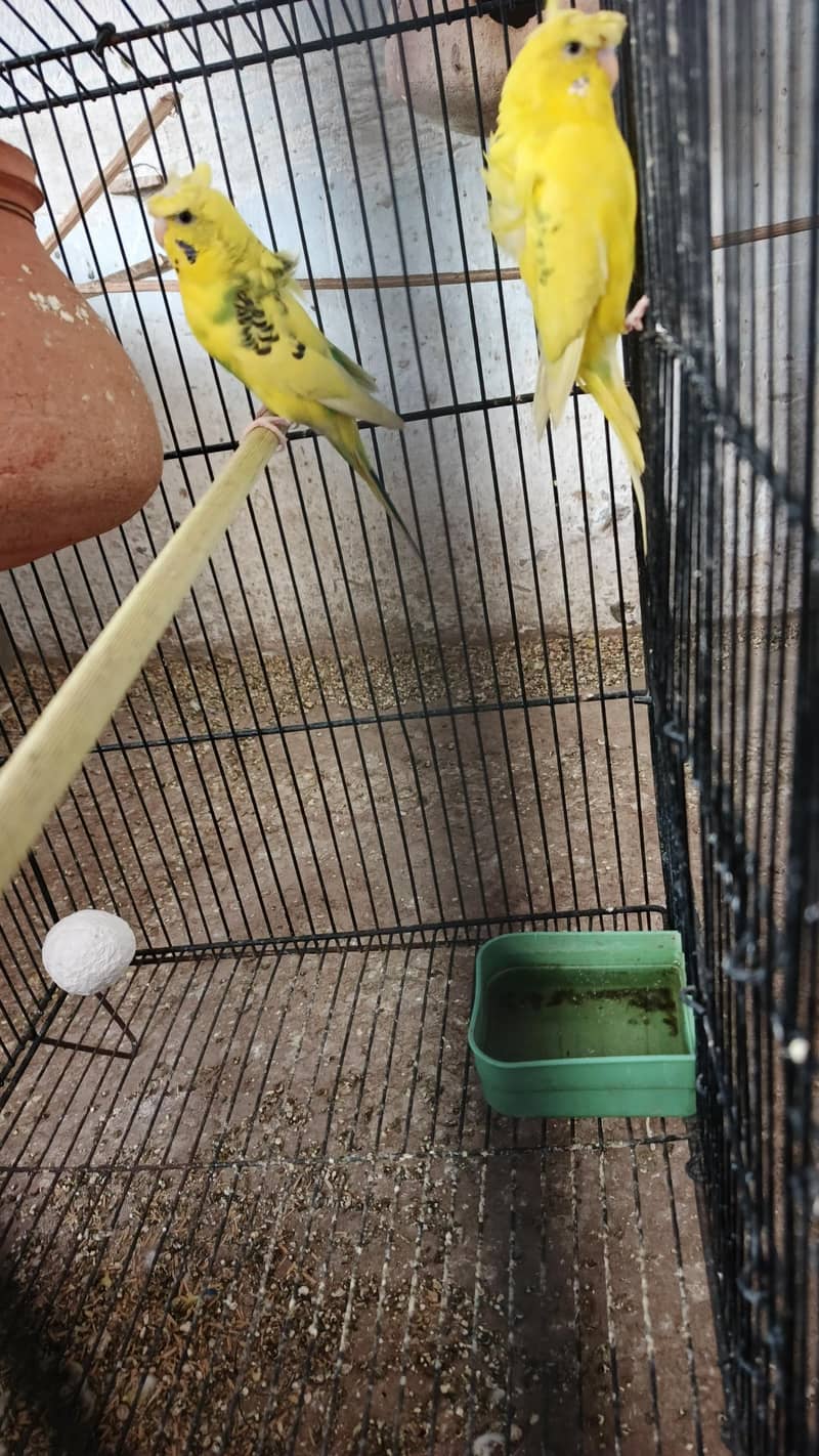 parrot 5