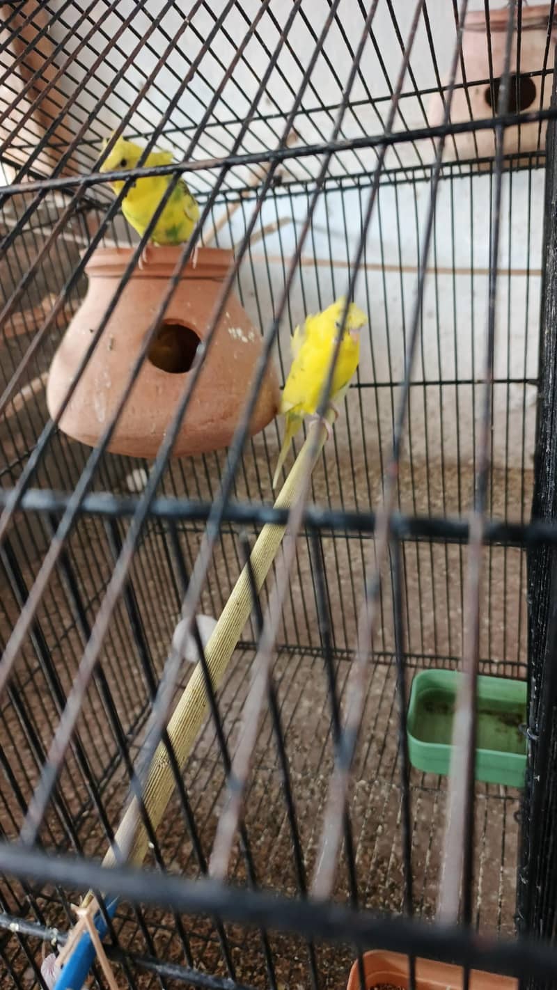 parrot 6