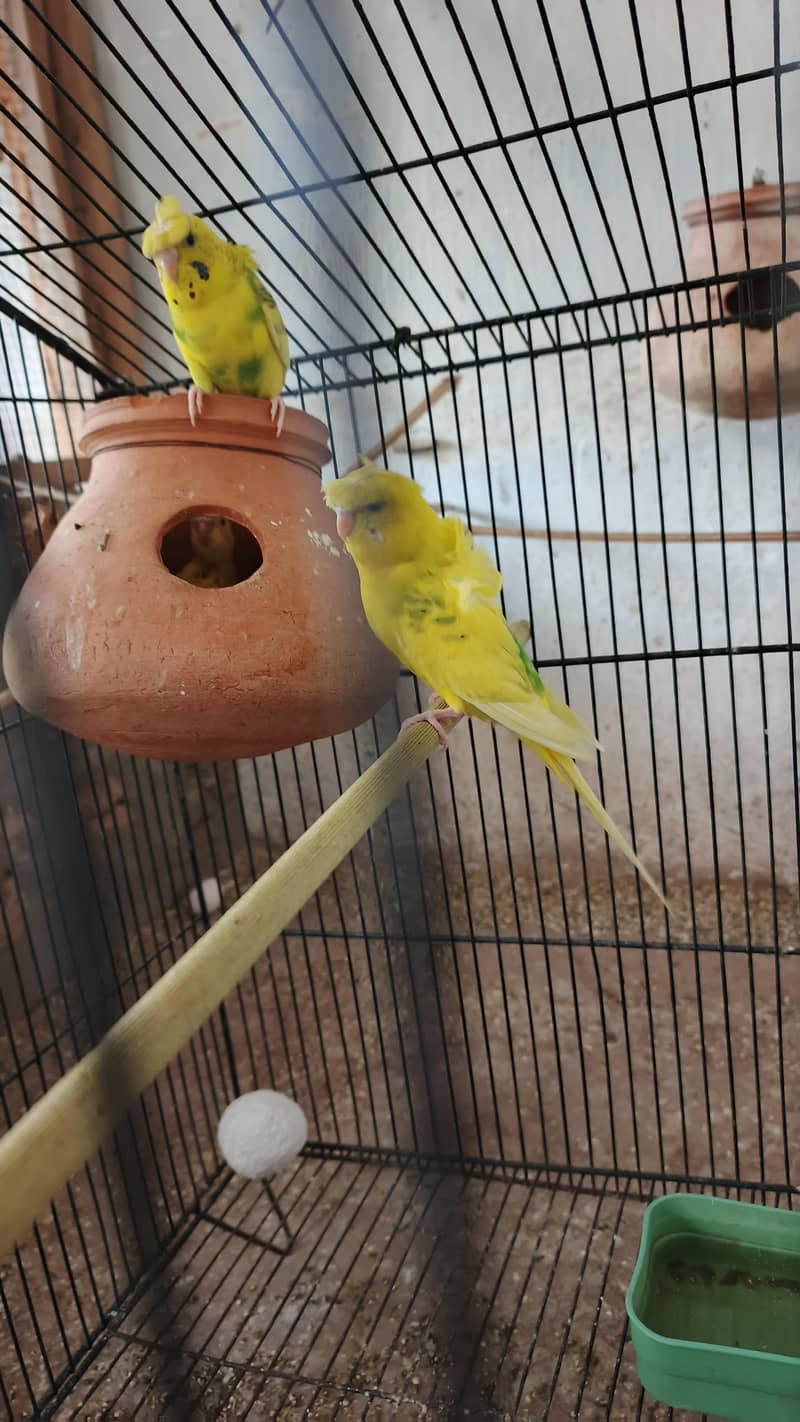 parrot 7