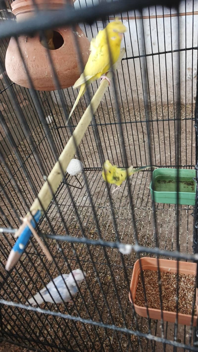 parrot 8
