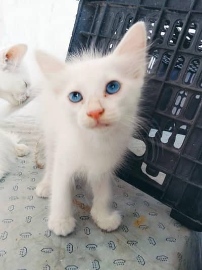 blue eyes cat