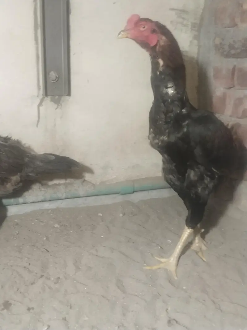 pure aseel panis breed — photo 9
