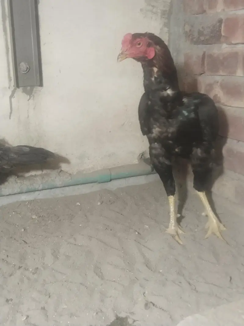 pure aseel panis breed — photo 10
