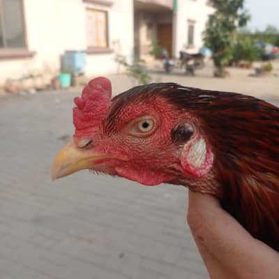 Mianwali Aseel breeder Pair and Aseel chicks for sale in Lahore
