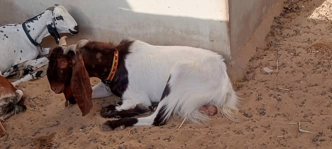 Breeder Bakra | Doodh Wali Bakriyan | Aandu Bakra
