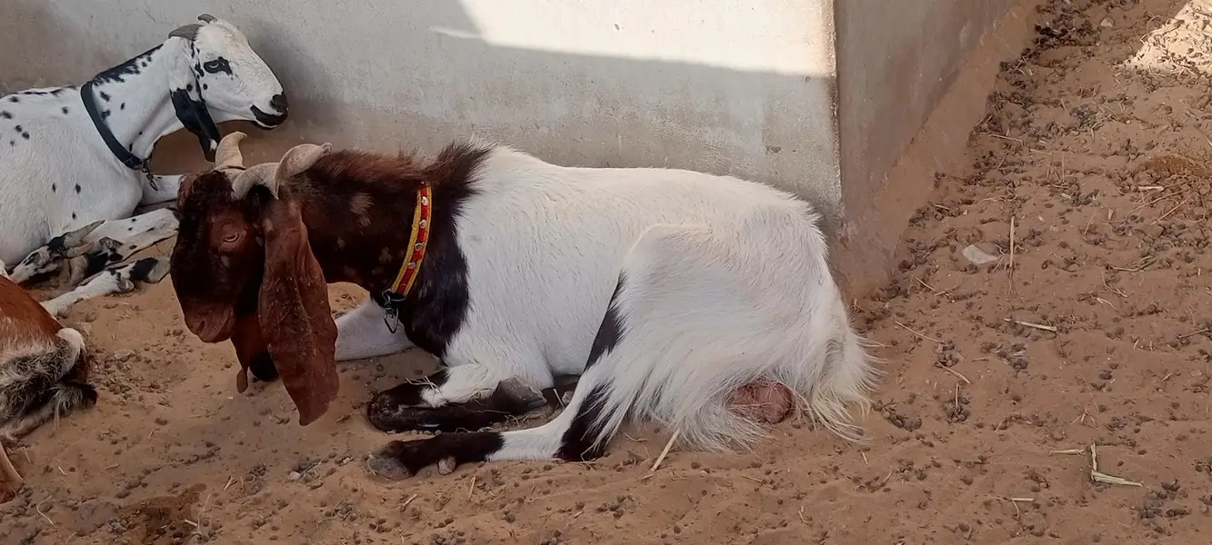 Breeder Bakra | Doodh Wali Bakriyan | Aandu Bakra — photo 2