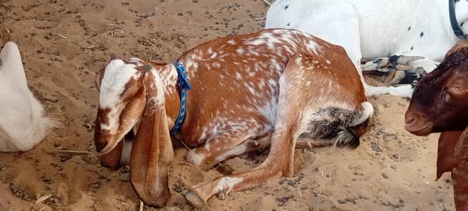 Breeder Bakra | Doodh Wali Bakriyan | Aandu Bakra
