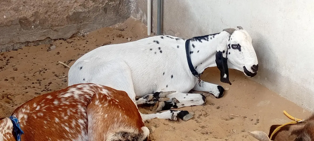 Breeder Bakra | Doodh Wali Bakriyan | Aandu Bakra — photo 3