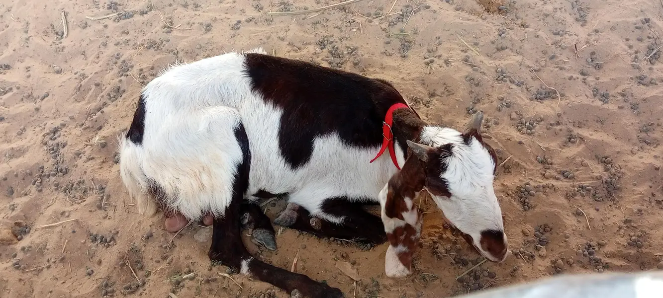 Breeder Bakra | Doodh Wali Bakriyan | Aandu Bakra — photo 4
