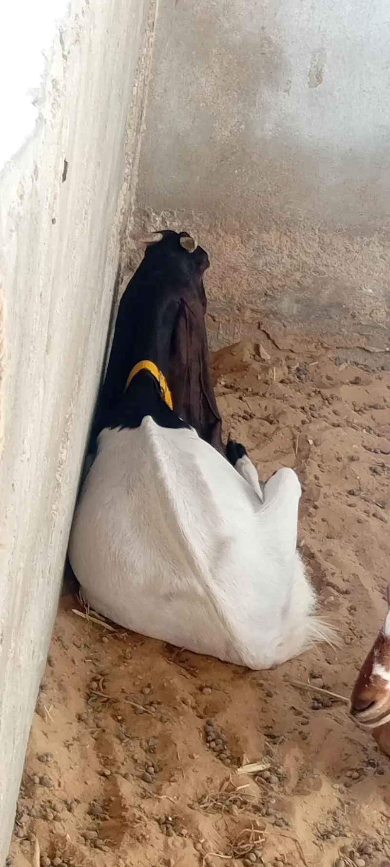 Breeder Bakra | Doodh Wali Bakriyan | Aandu Bakra — photo 5