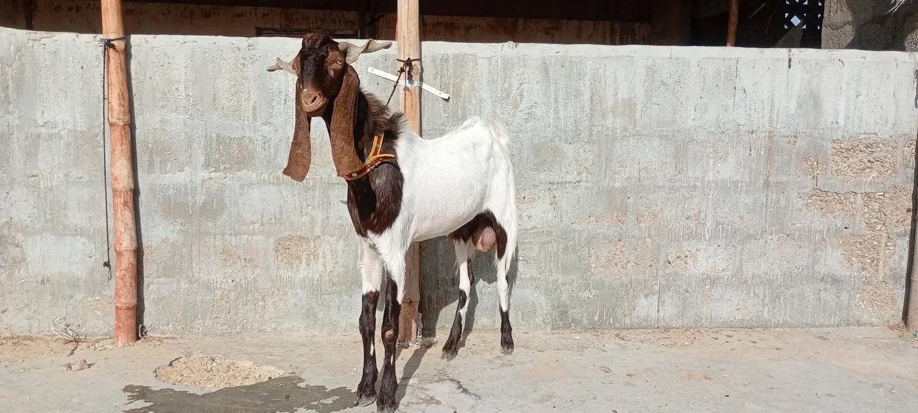 Breeder Bakra | Doodh Wali Bakriyan | Aandu Bakra — photo 10