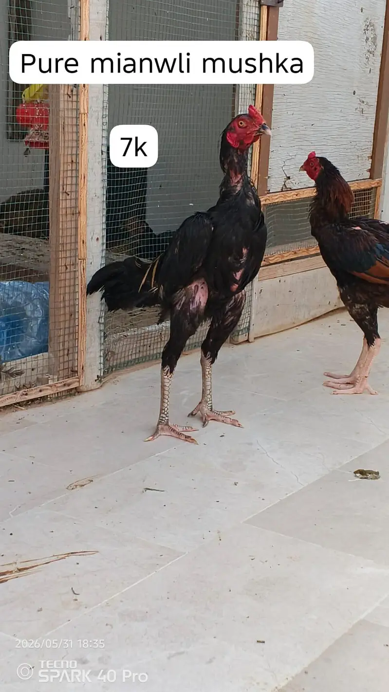 pure mianwali aseel — photo 4