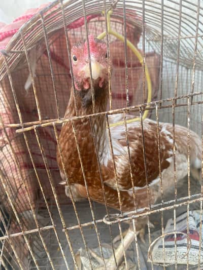 kurk hen available