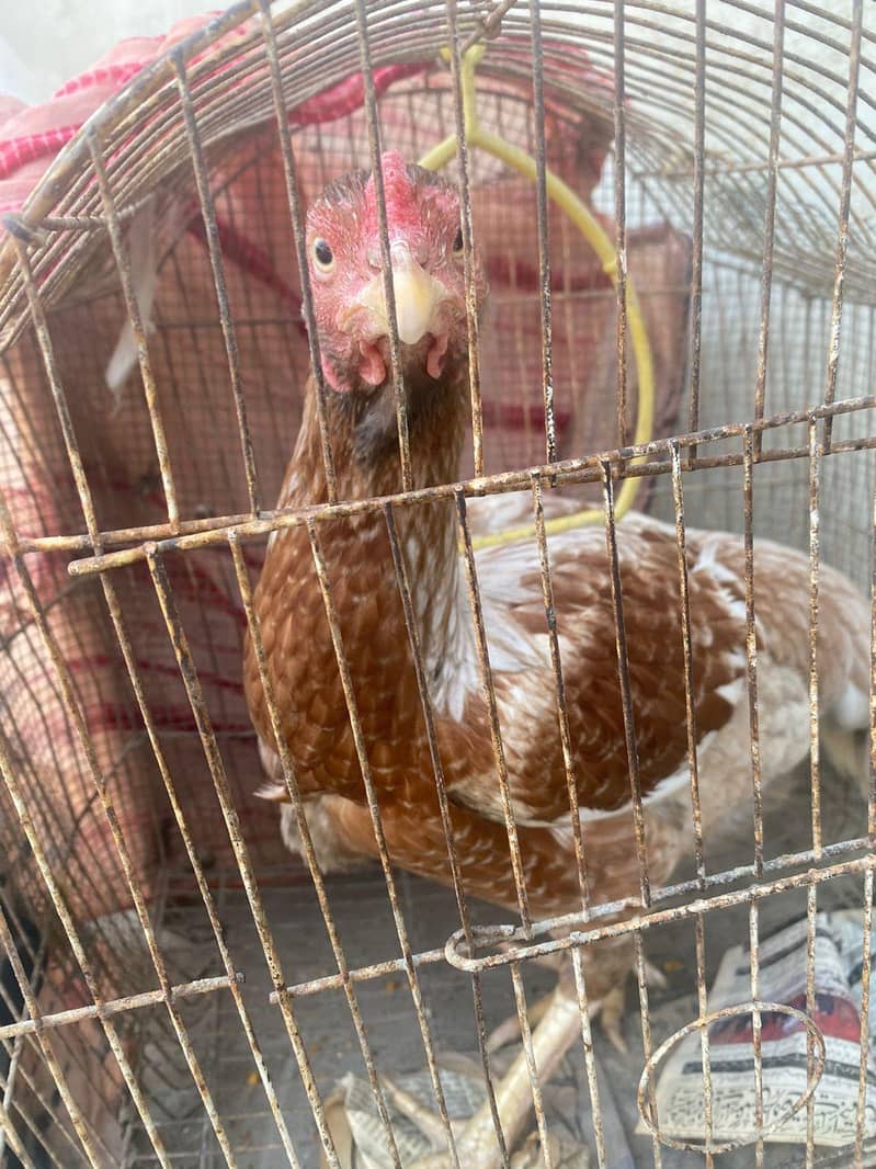 kurk hen available 0
