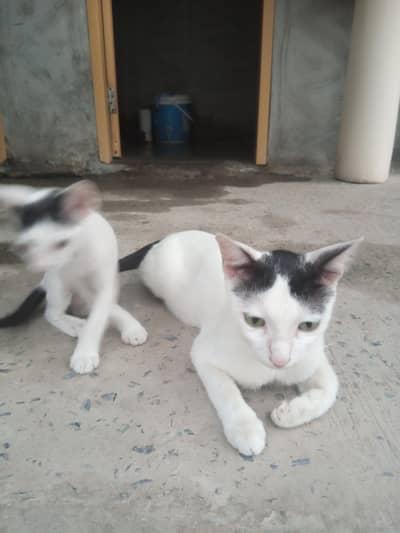 Cat white