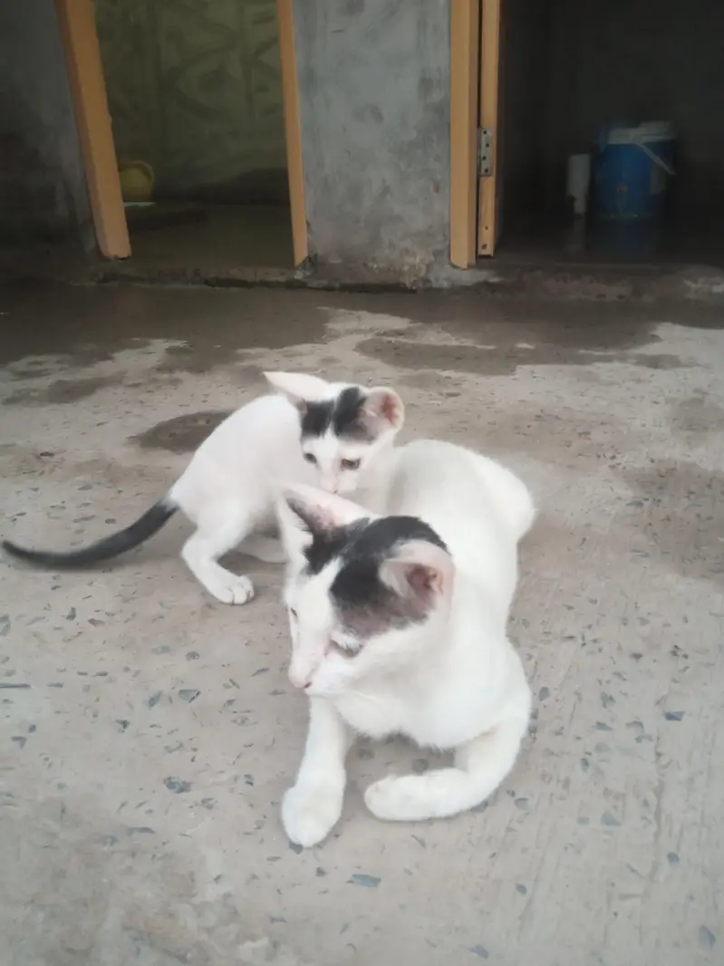 Cat white — photo 2