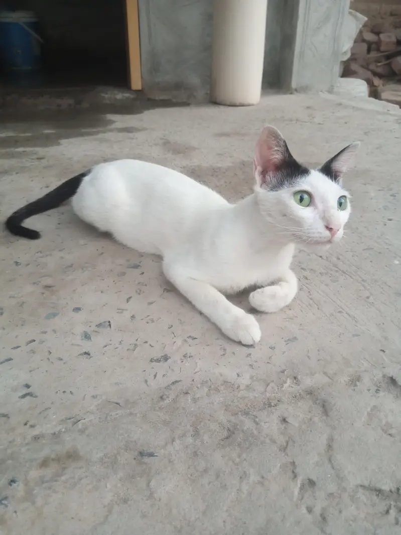 Cat white — photo 3