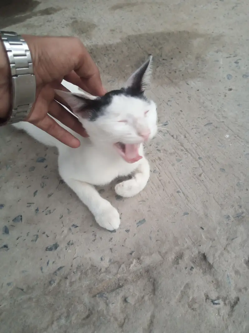Cat white — photo 4