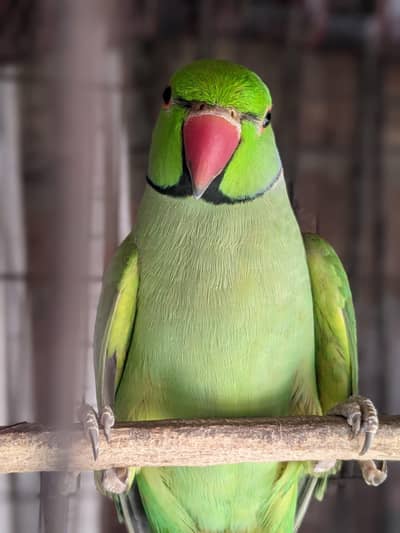 breeder parrot for sale reasonable price