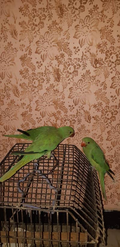 ringneck k patty  ghr k ab bare hogaha hai 1 month k