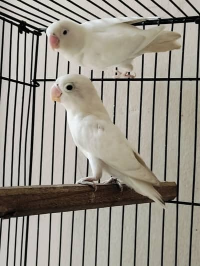 Albino red eyes male and 1 adult pc.  or heavy buff chicks available