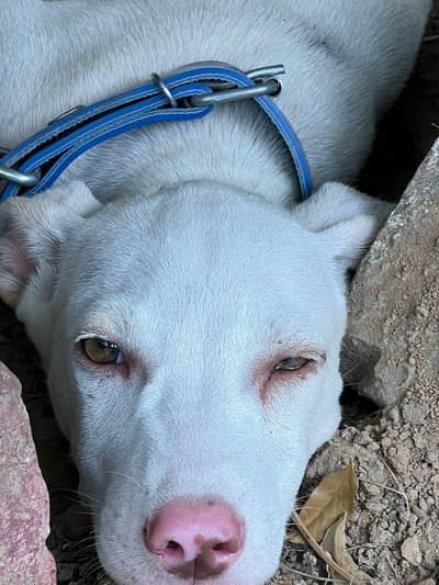 gultair dog for sale