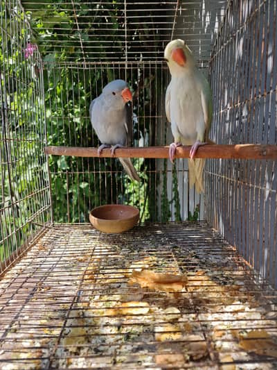 gray and lacewing pair for sale.