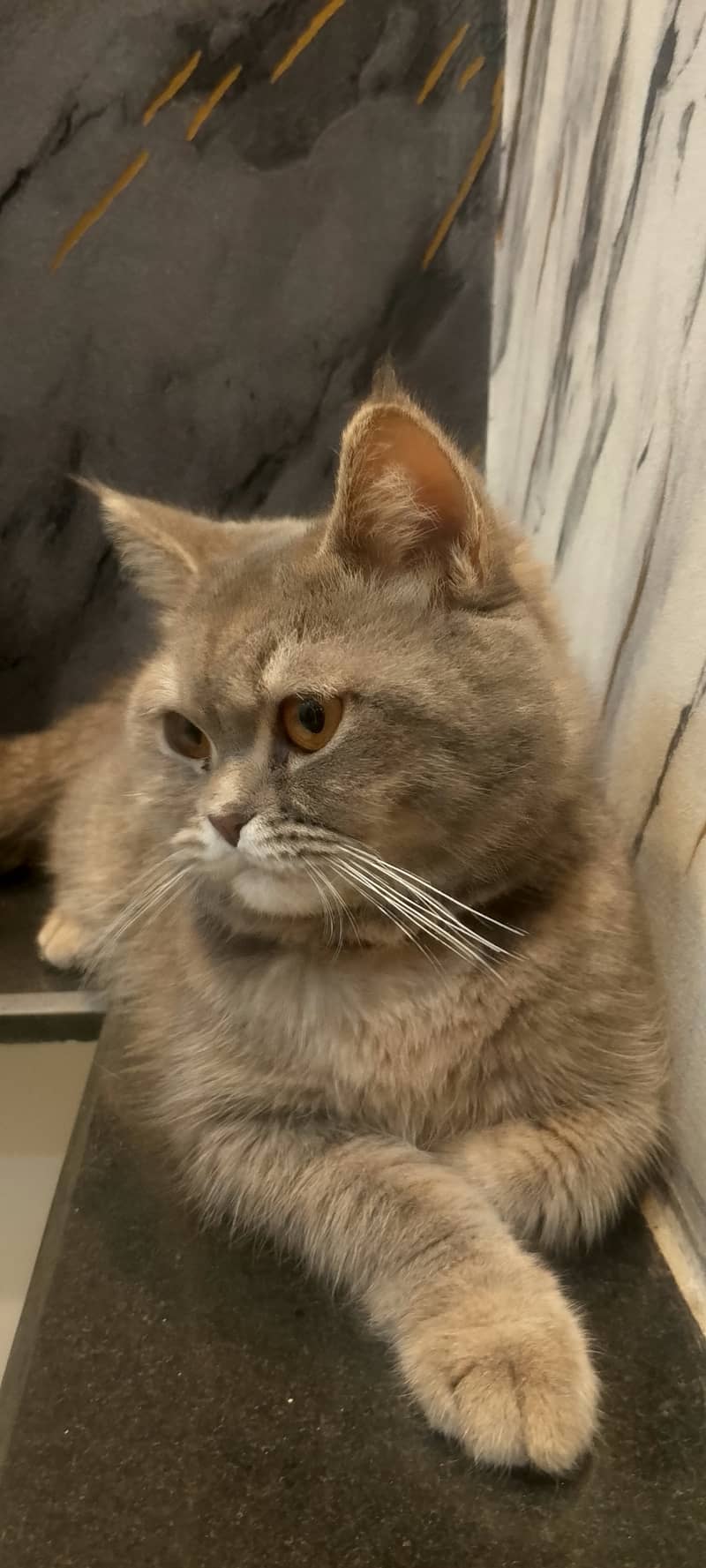 cat for sale ( British shorthair) 1