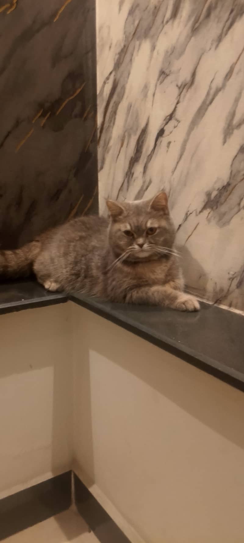 cat for sale ( British shorthair) 2