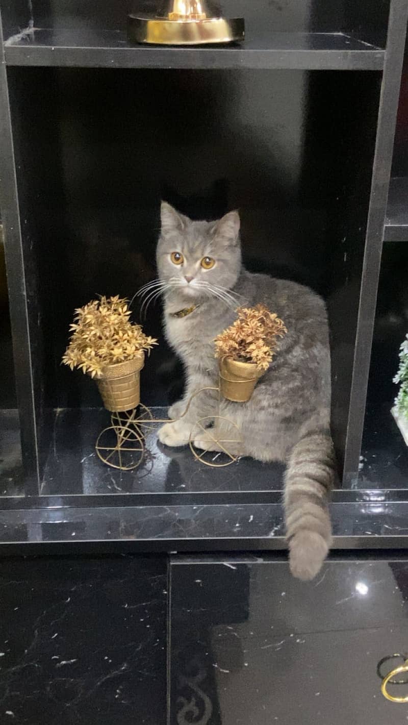 cat for sale ( British shorthair) 3