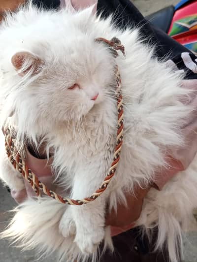 Persian cat